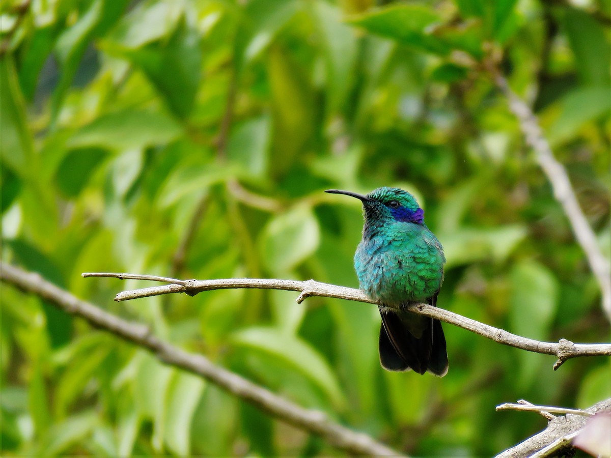 Colibrí Oreja Violeta Menor - ML123836461