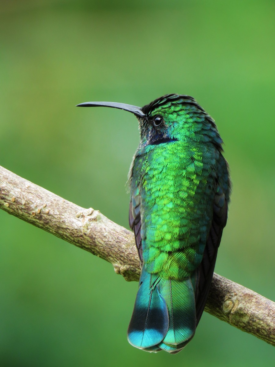 Colibrí Oreja Violeta Menor - ML123836471