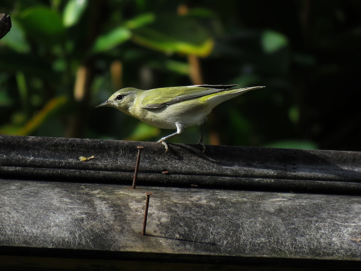 Tennessee Warbler - ML123836731