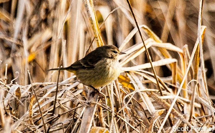 Palm Warbler - Scott Fischer