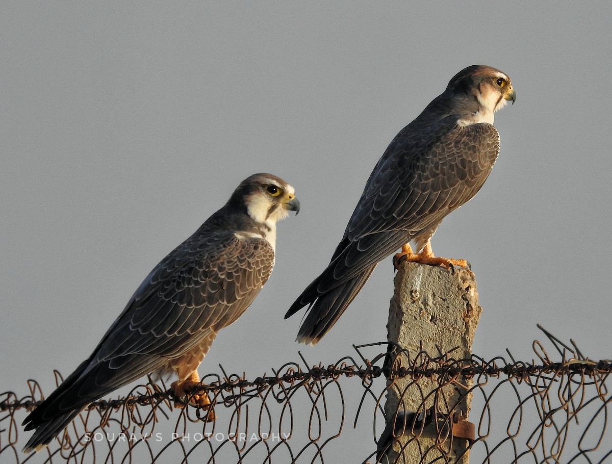 Laggar Falcon - Sourav Halder