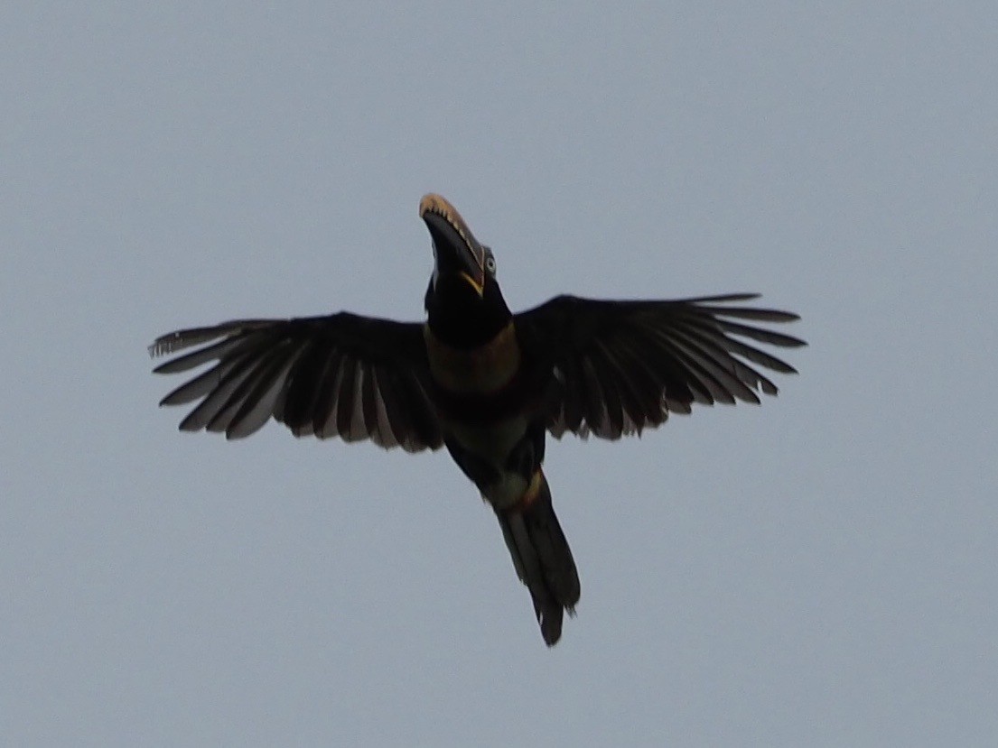 Chestnut-eared Aracari - Kelly Siderio