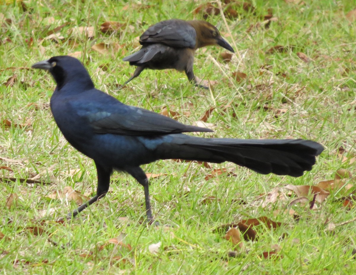 Great-tailed Grackle - ML123840961