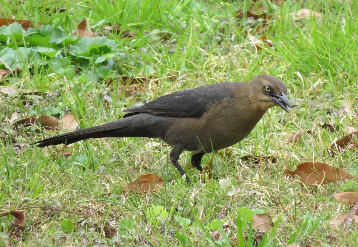 Great-tailed Grackle - ML123841171