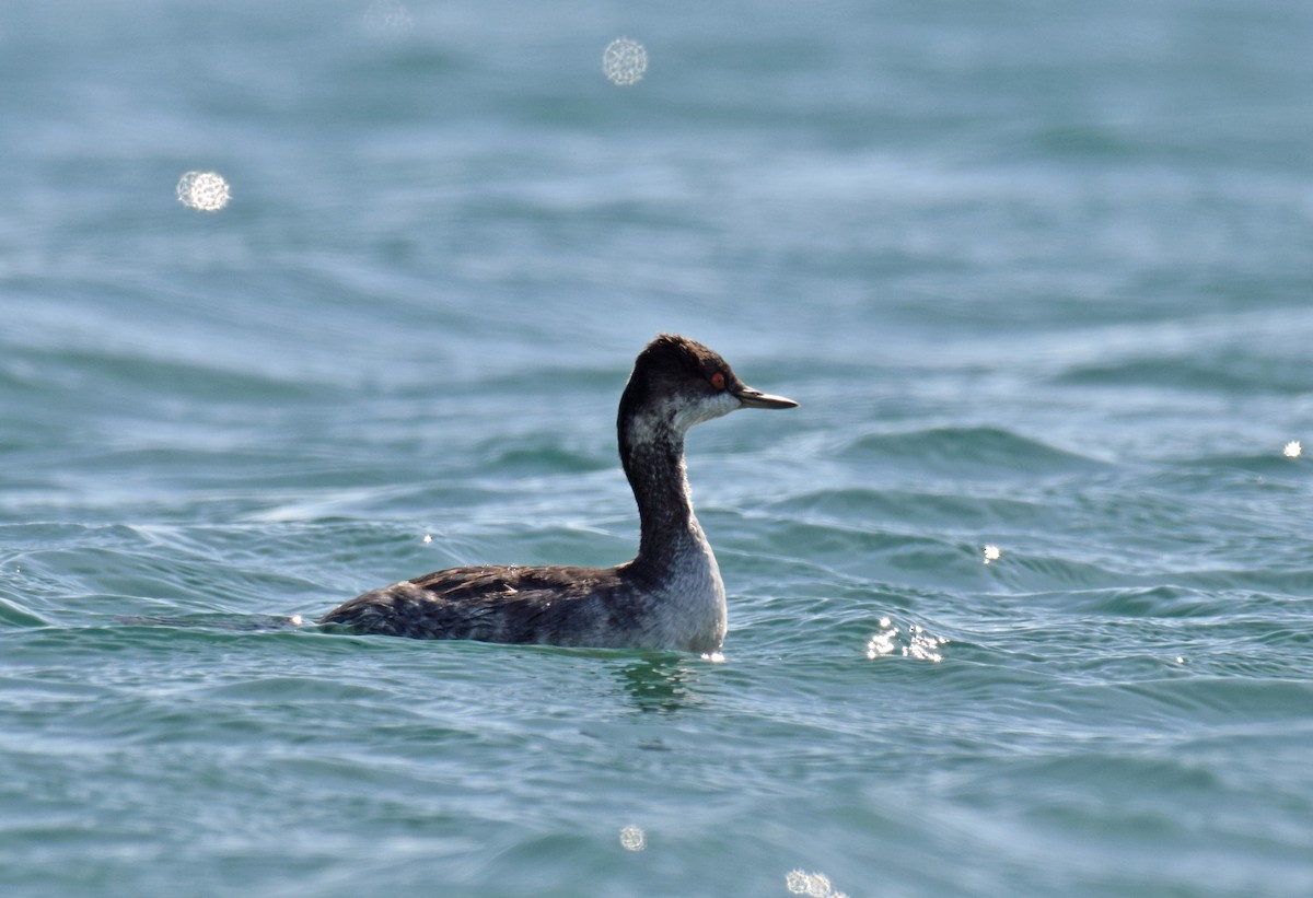 Eared Grebe - Ryan O'Donnell