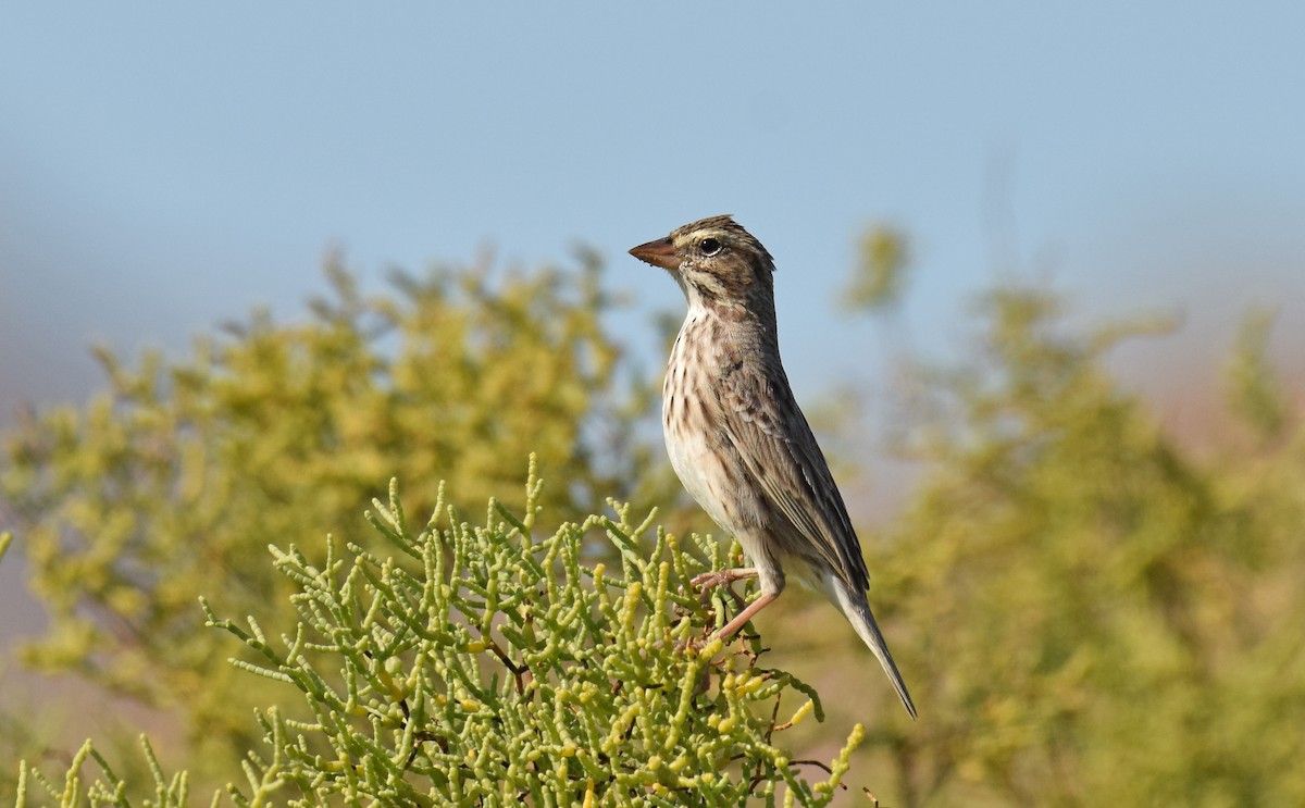 Savannah Sparrow (Large-billed) - Ryan O'Donnell