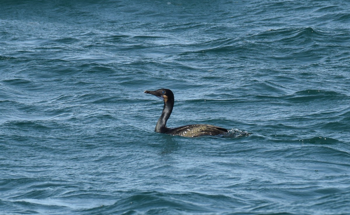 Brandt's Cormorant - Ryan O'Donnell