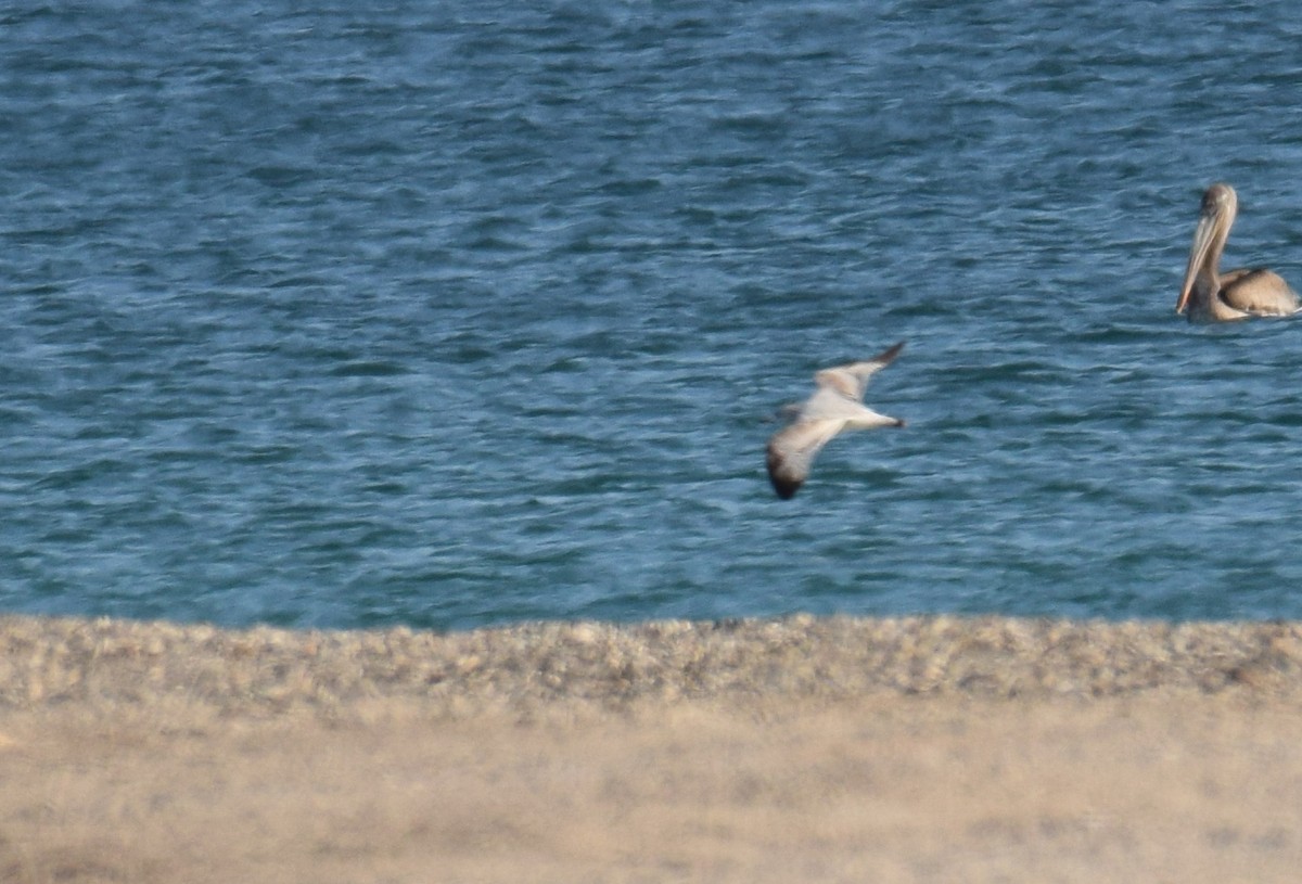 Ring-billed Gull - Ryan O'Donnell