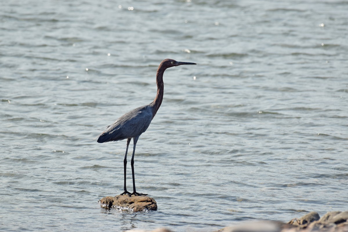 Reddish Egret - Ryan O'Donnell