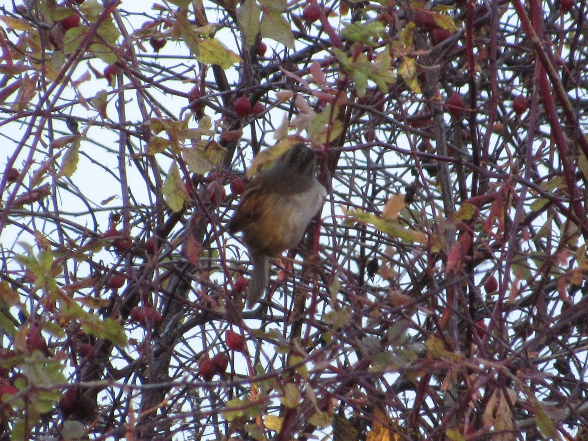 Swamp Sparrow - ML123843091