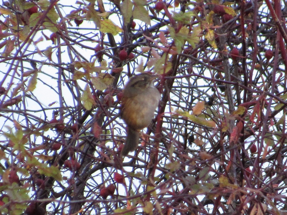 Swamp Sparrow - ML123843101