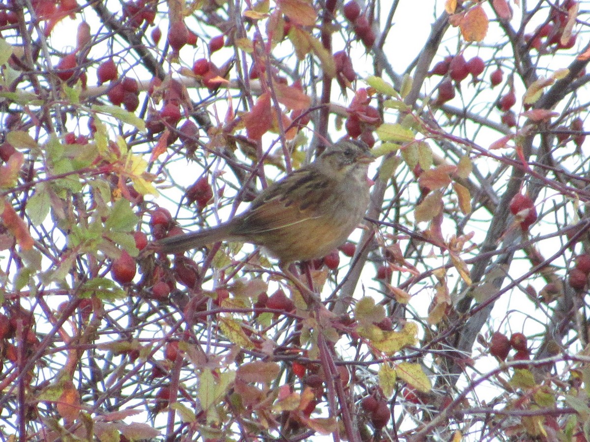 Swamp Sparrow - ML123843131