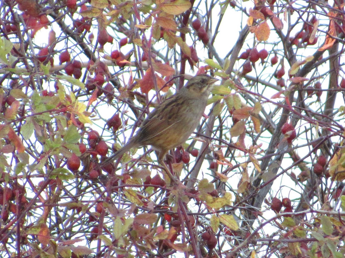 Swamp Sparrow - ML123843141
