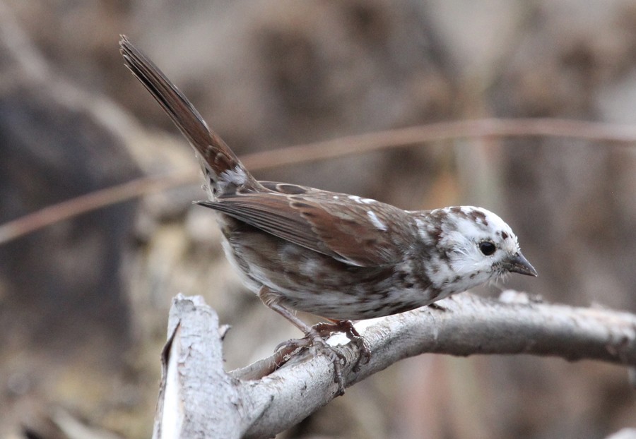 Song Sparrow - ML123843271