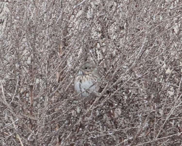 Lincoln's Sparrow - ML123843381