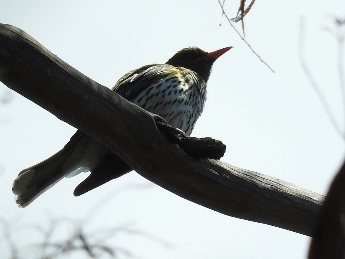 Olive-backed Oriole - George Vaughan