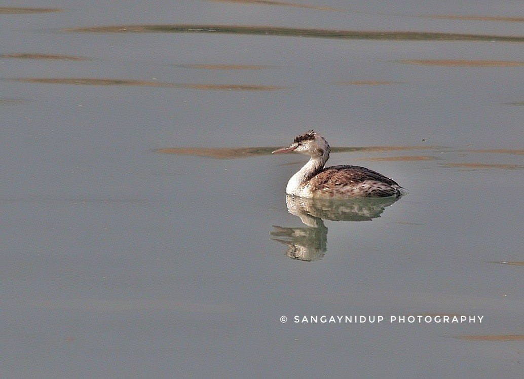 Отгот шунгуур - ML123845051