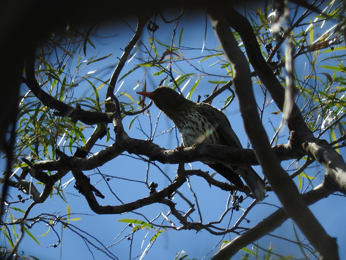 Olive-backed Oriole - George Vaughan