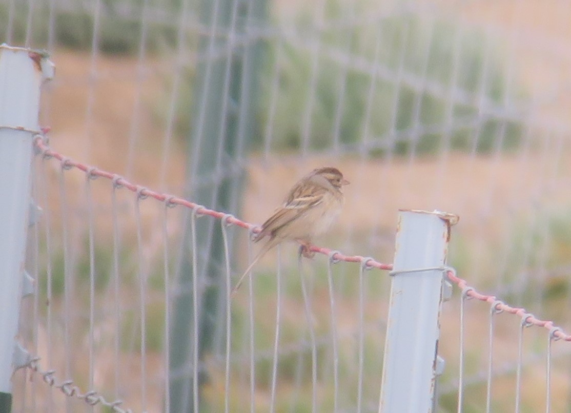 Clay-colored Sparrow - ML123847091