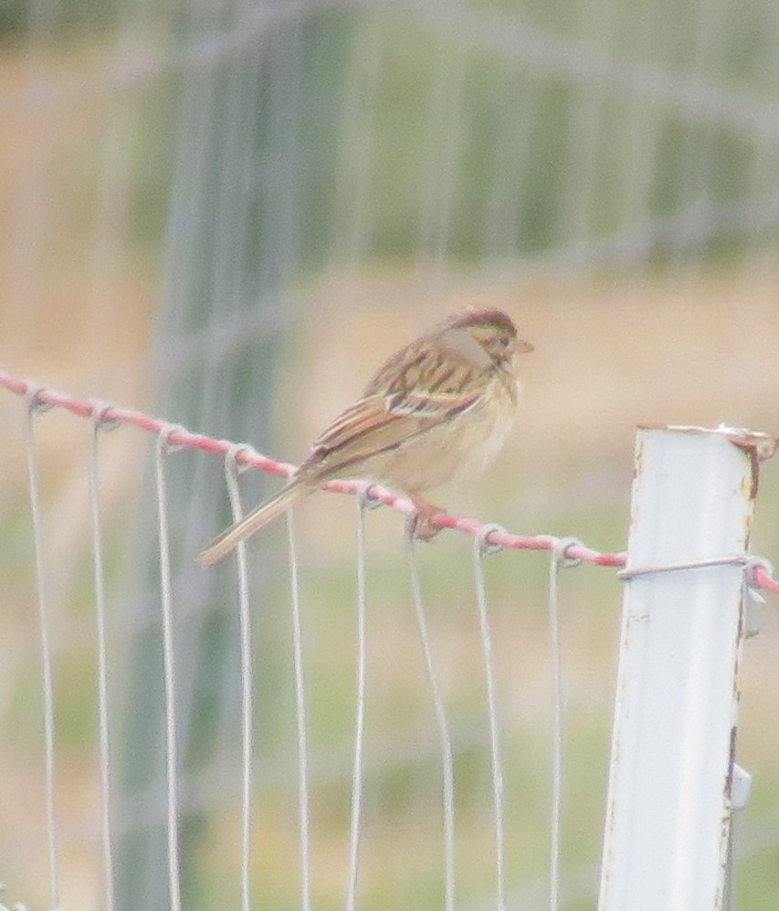 Clay-colored Sparrow - ML123847101