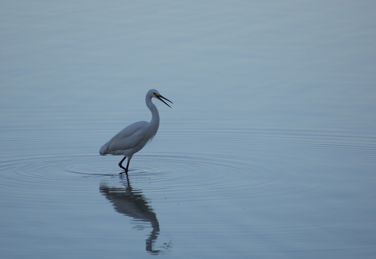 Little Egret - Geoff Dennis