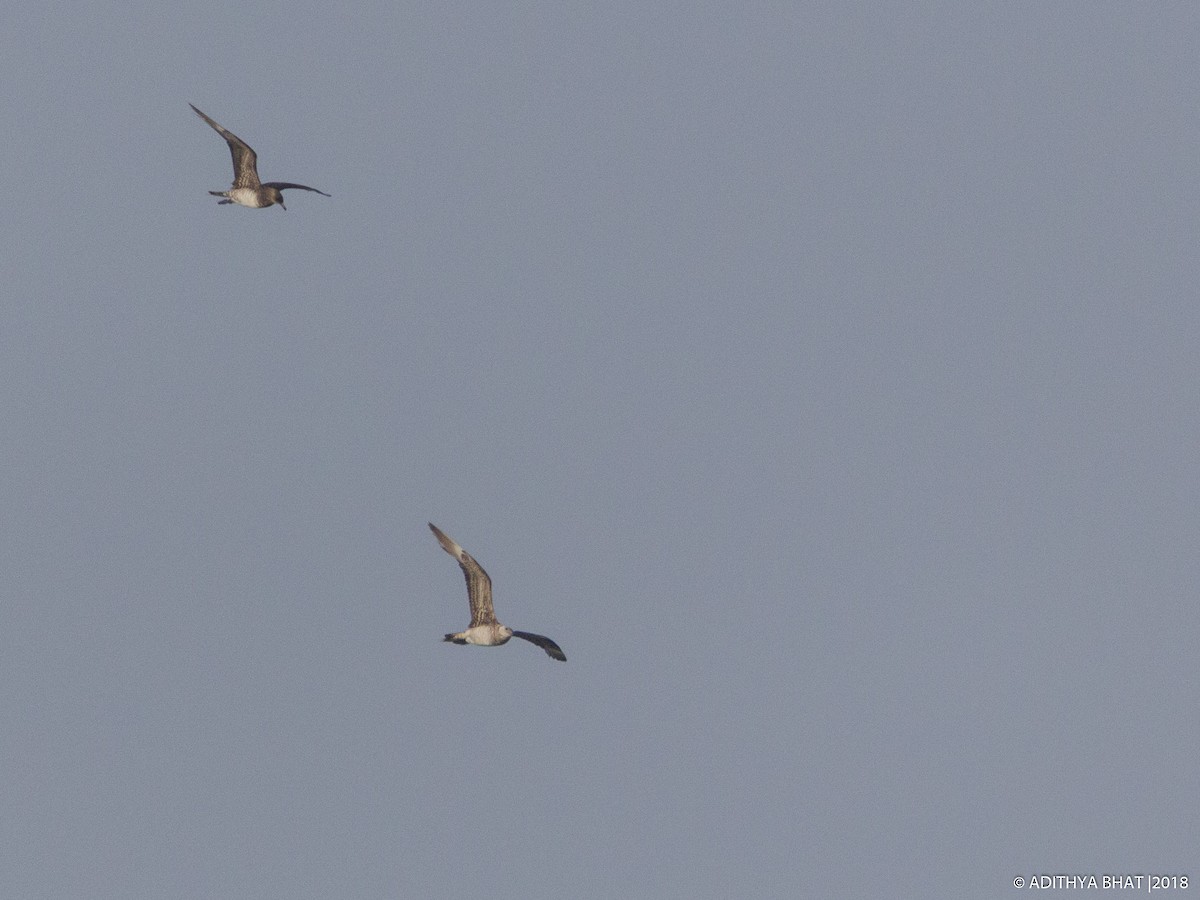 Parasitic Jaeger - ML123848201