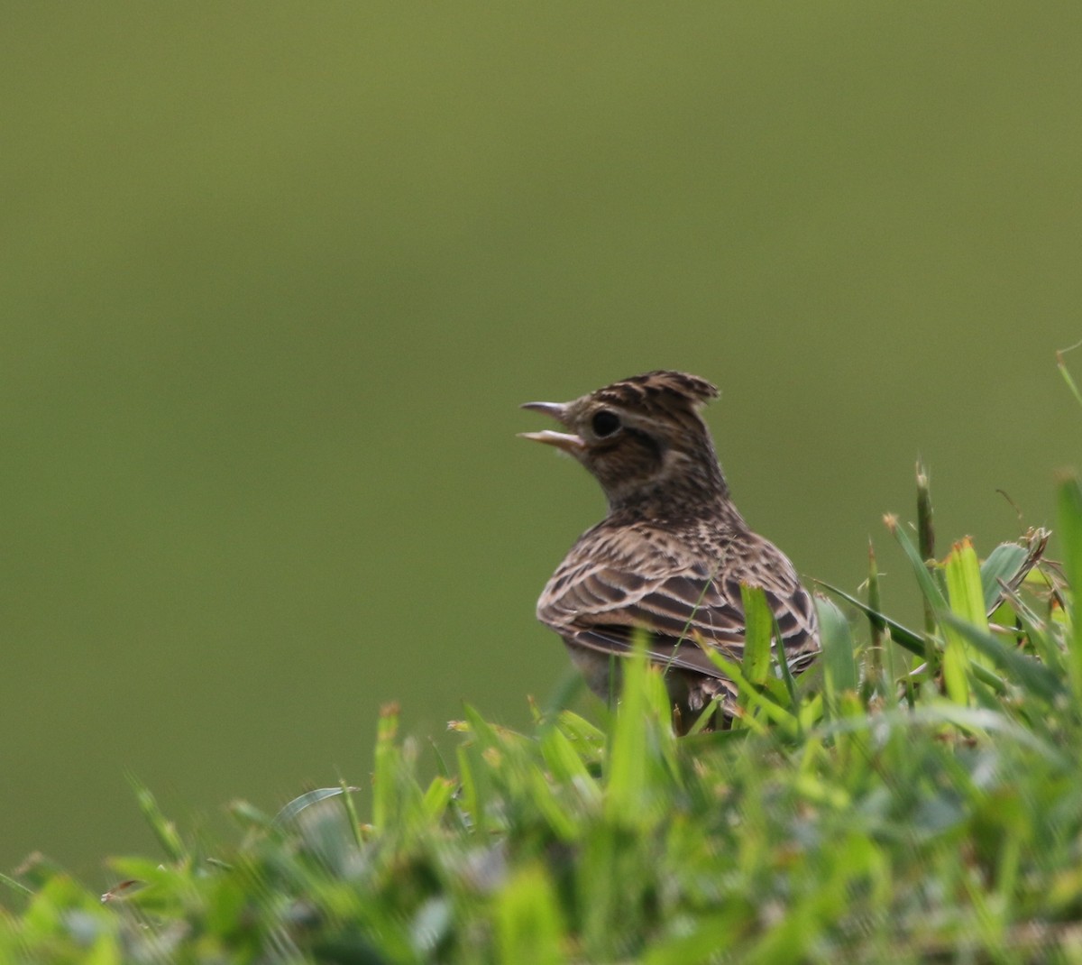 Eurasian Skylark - ML123848261