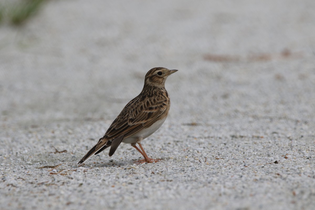 Eurasian Skylark - ML123848281