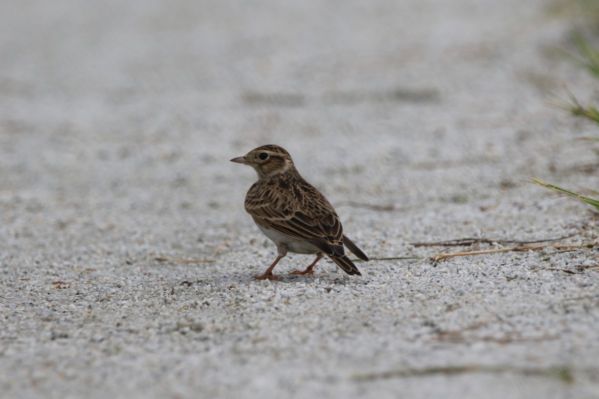 Eurasian Skylark - ML123848291