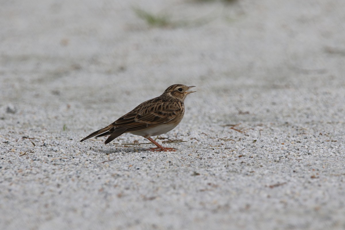 Eurasian Skylark - ML123848301