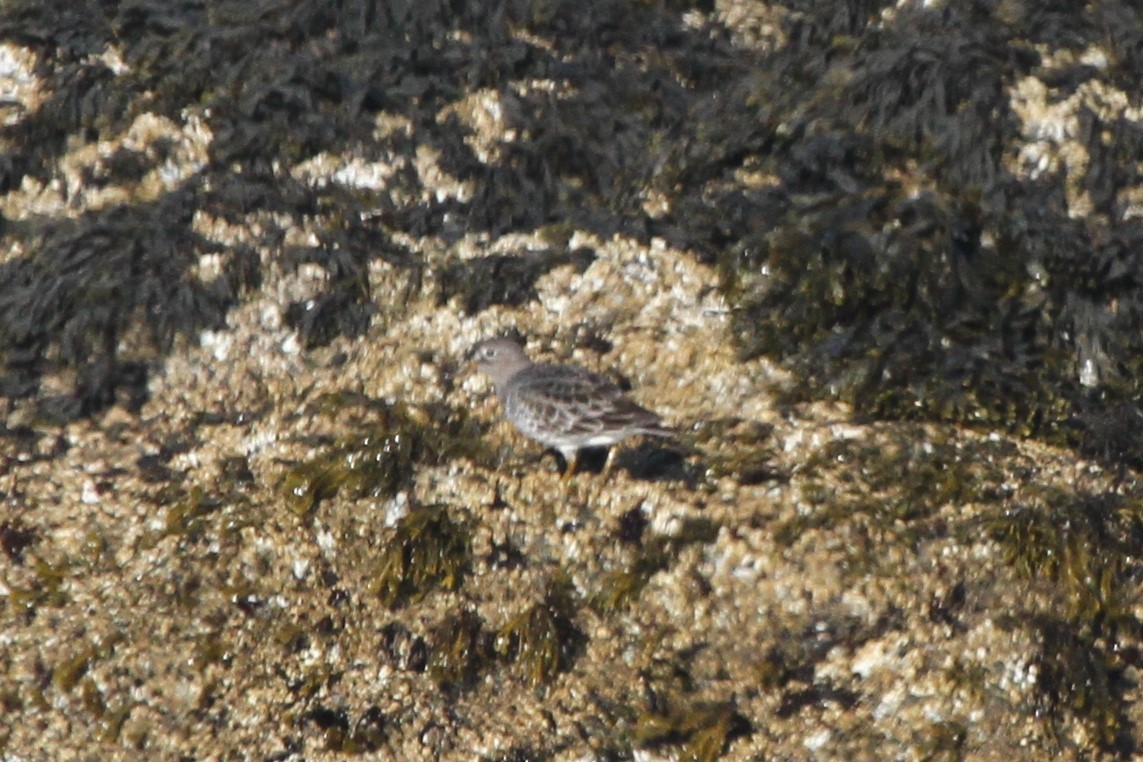 Rock Sandpiper - ML123851701