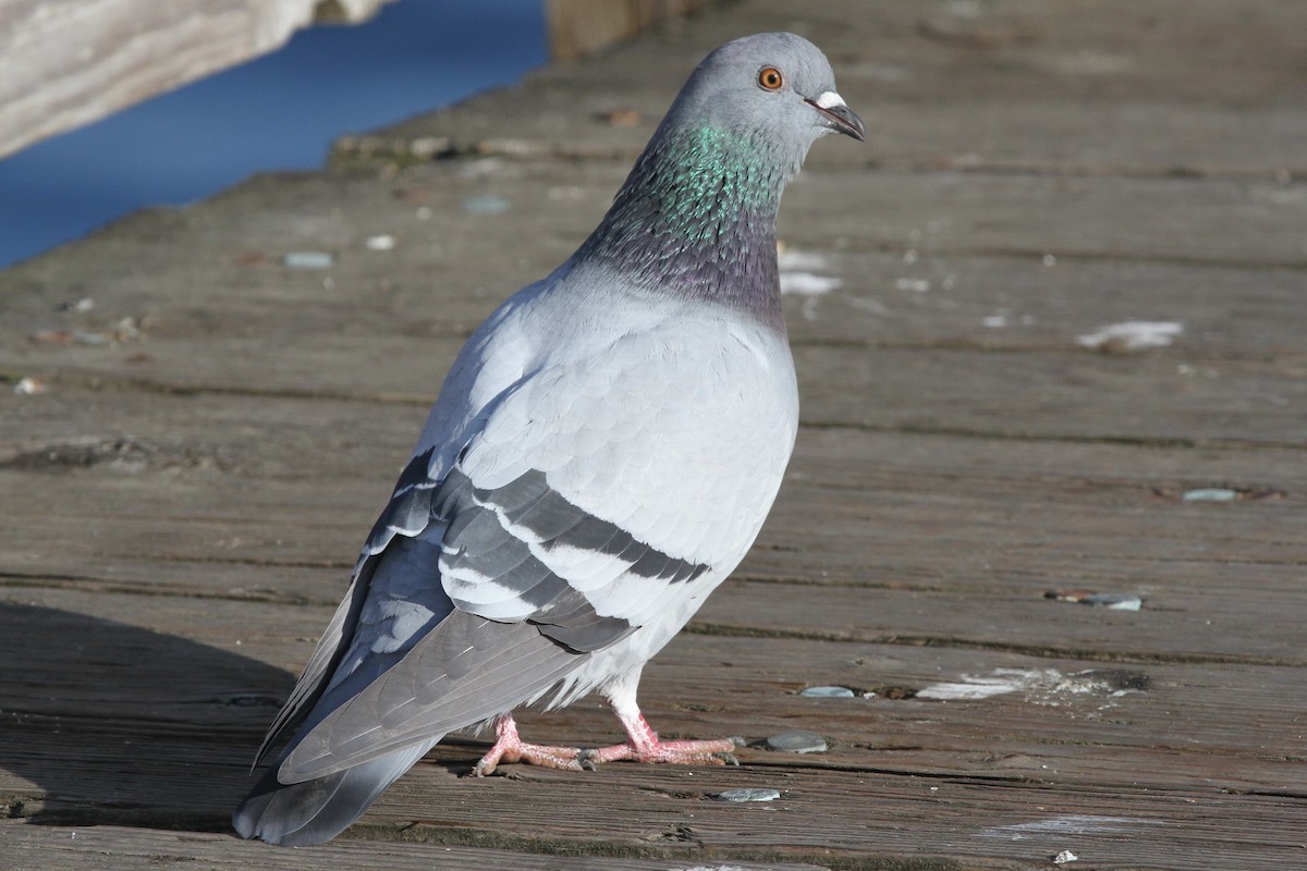 Rock Pigeon (Feral Pigeon) - ML123851721