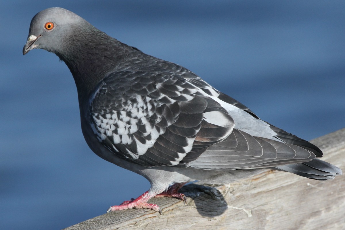 Rock Pigeon (Feral Pigeon) - ML123851731