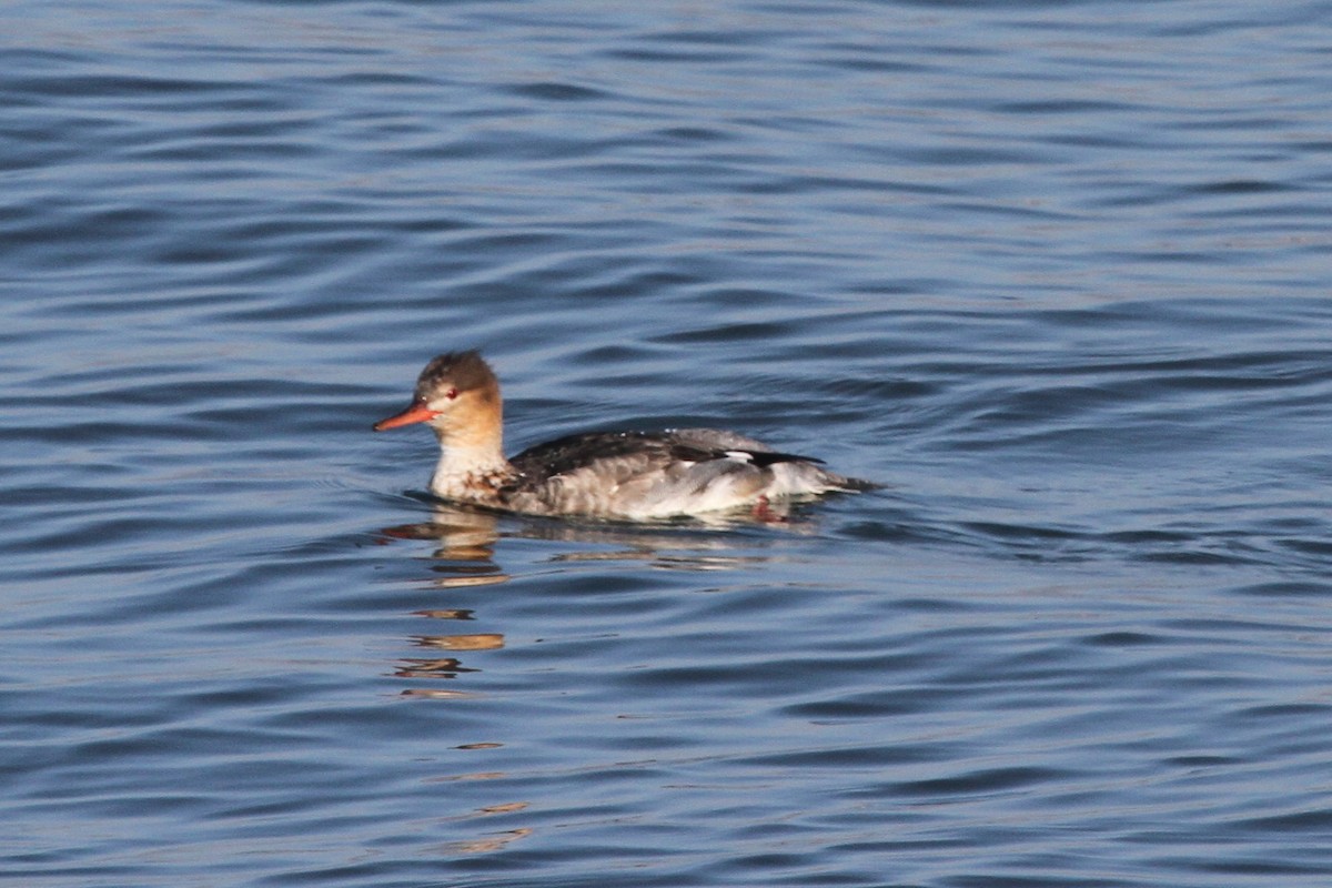 Red-breasted Merganser - ML123851751