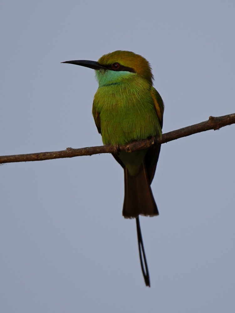 Asian Green Bee-eater - ML123852051