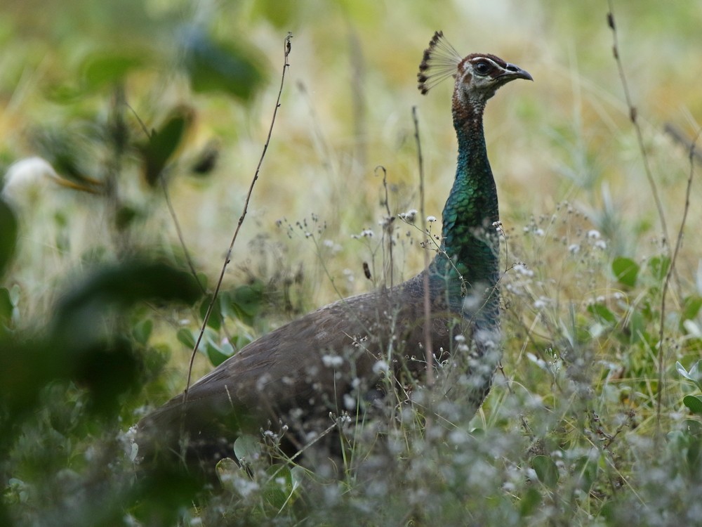 Indian Peafowl - ML123852231