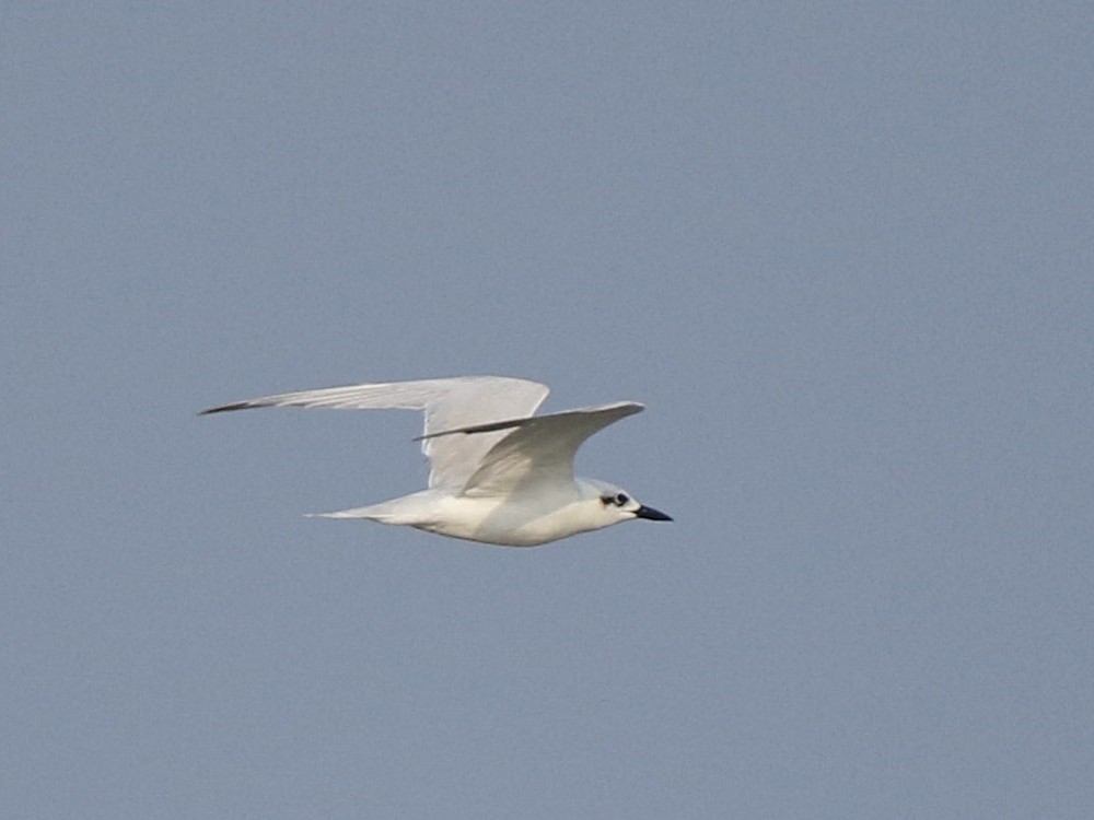 Gull-billed Tern - Subhadra Devi