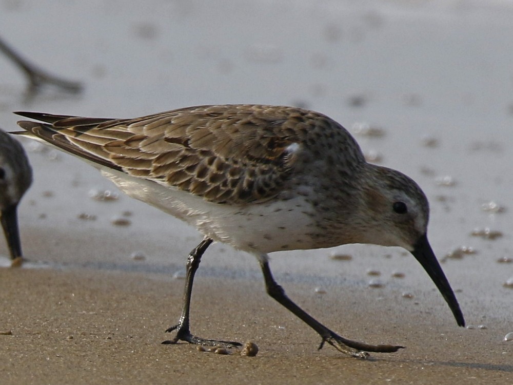 Dunlin - ML123852361