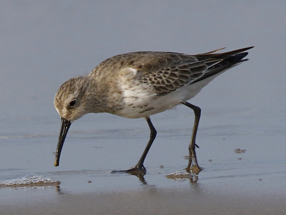 Dunlin - ML123852371