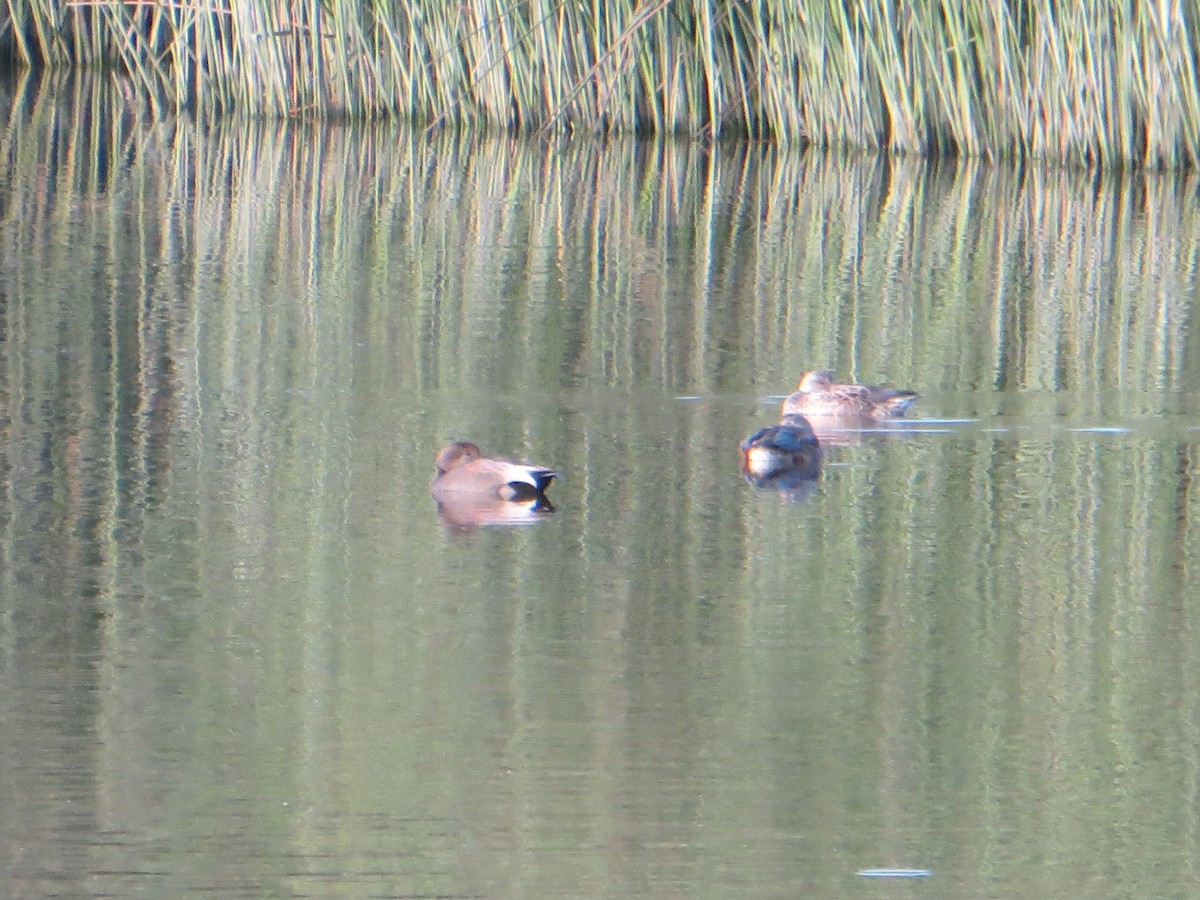 Gadwall - Anonymous