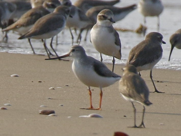 Terek Sandpiper - ML123852391