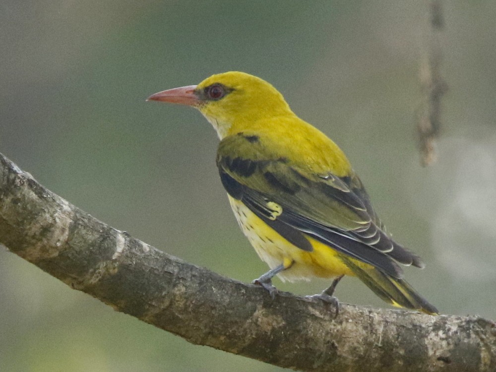 Indian Golden Oriole - ML123852431