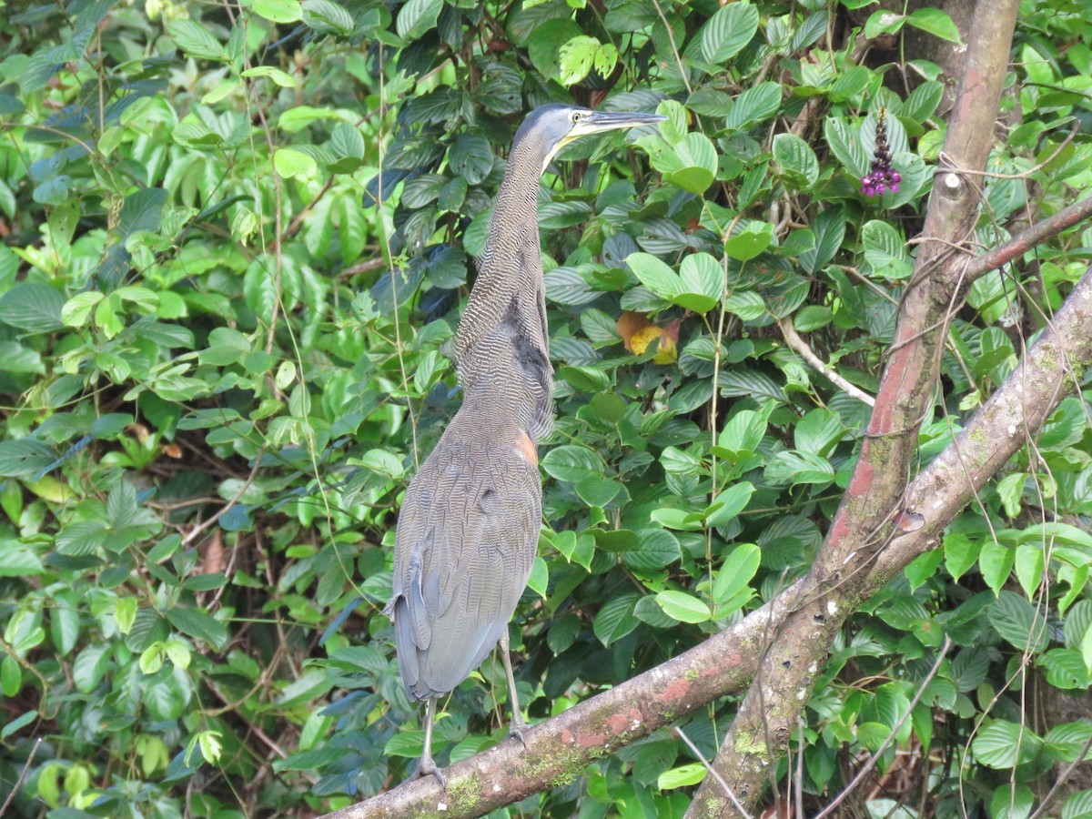 Bare-throated Tiger-Heron - ML123856461