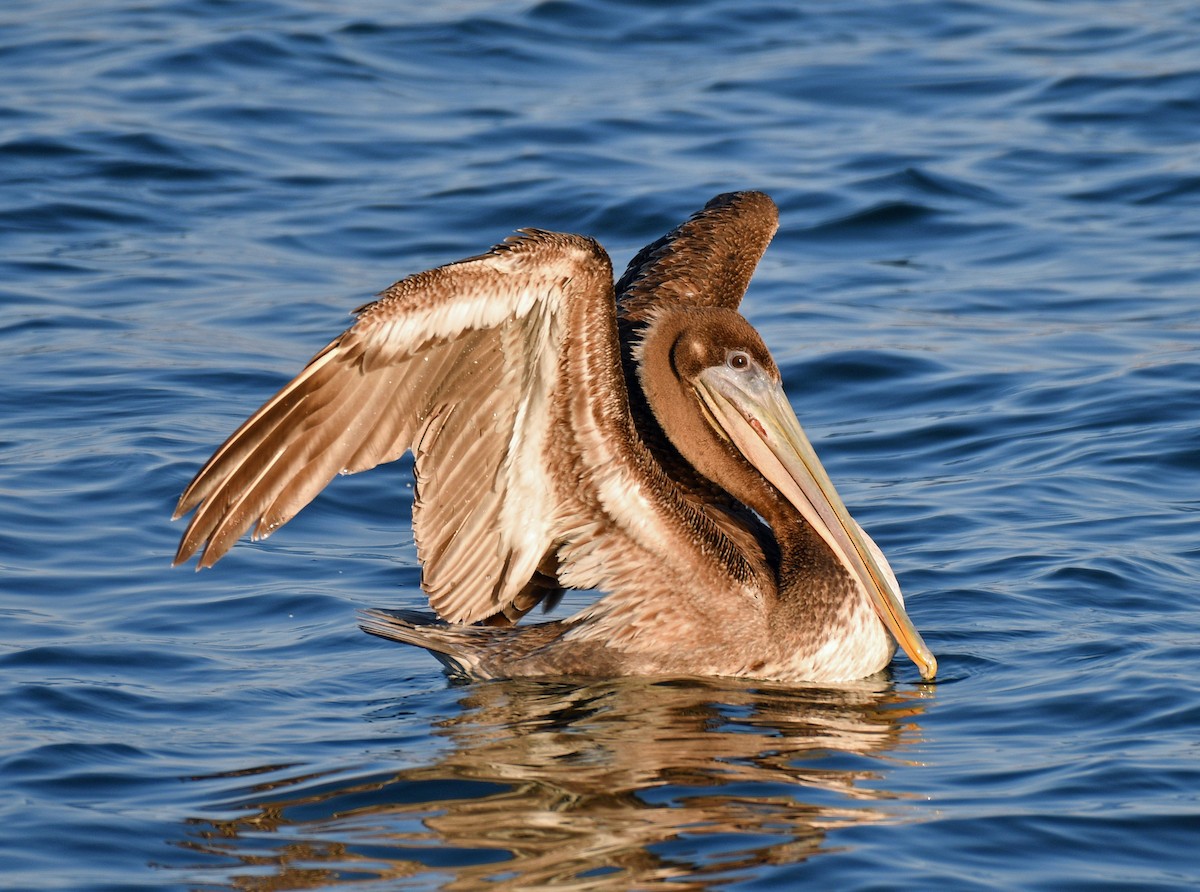 pelikán hnědý - ML123857501