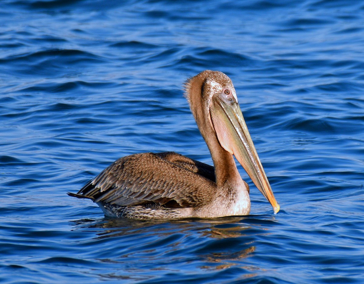 pelikán hnědý - ML123857921