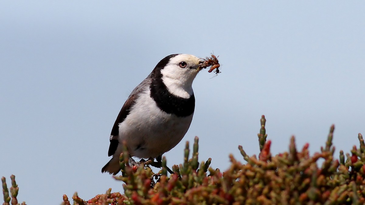 White-fronted Chat - ML123858631