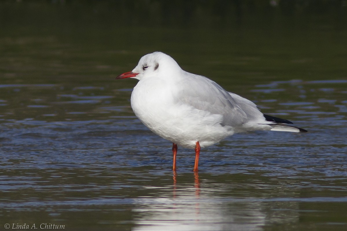 Black-headed Gull - Linda Chittum