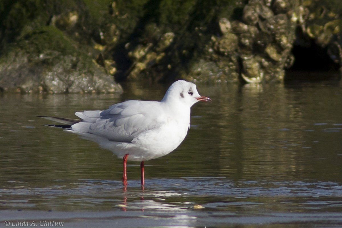 Black-headed Gull - Linda Chittum