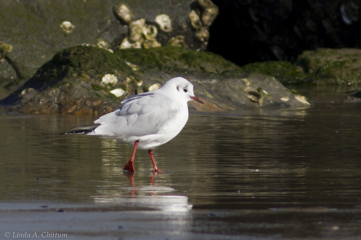 Black-headed Gull - Linda Chittum