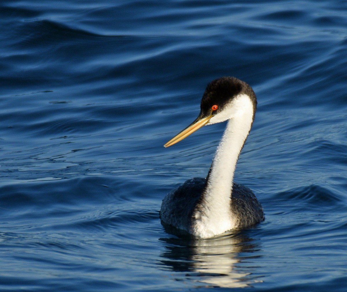 Western Grebe - ML123858771